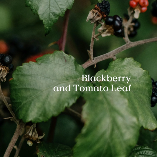 Wander Folk Tomato Leaf Tin Candle