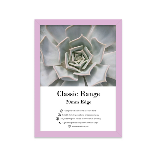 Framed succulent plant with a pink frame on a white background