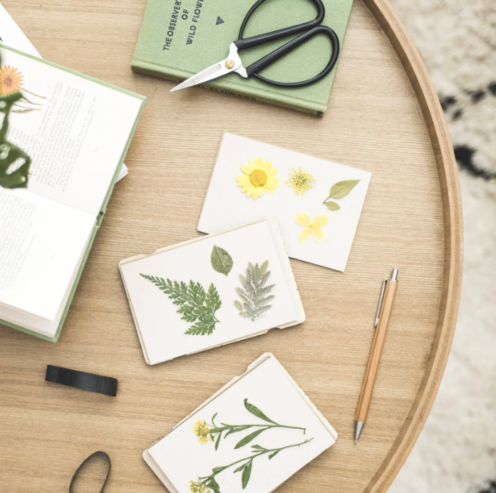 Pressed plant specimens on cards with a pen and scissors on a wooden surface
